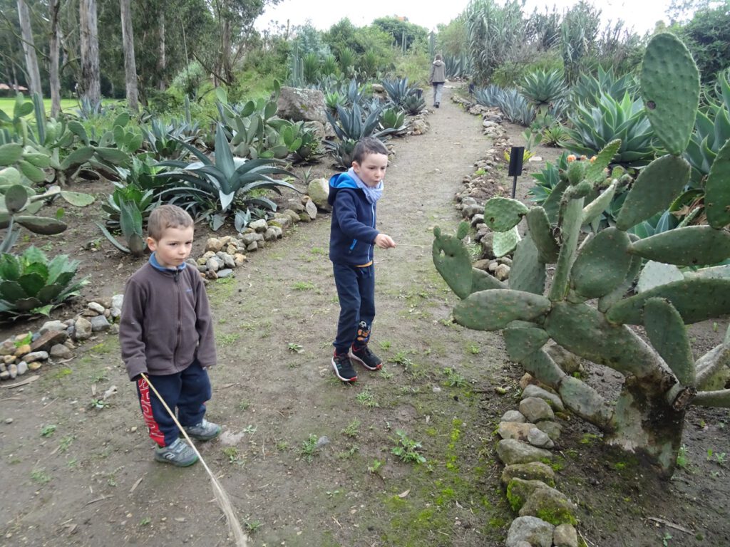 Cactus garden