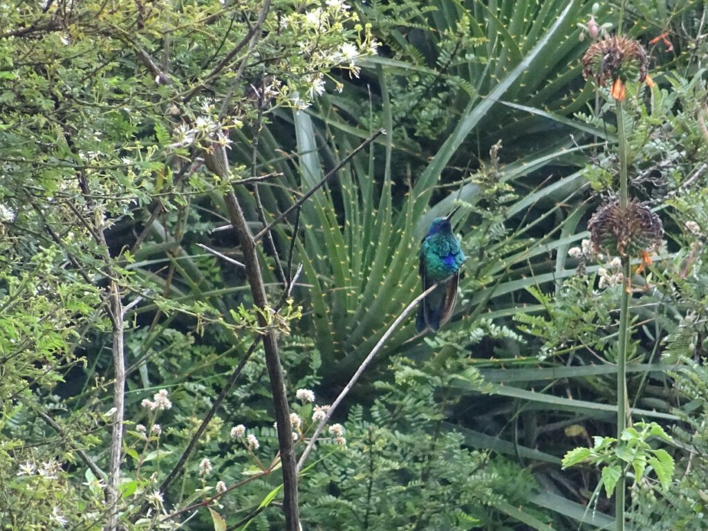 Colibri next to Quitsato clock