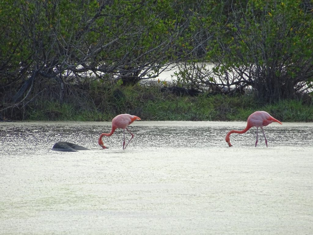 Flamingos