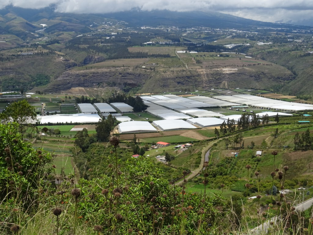 Flower greenhouses in Oton