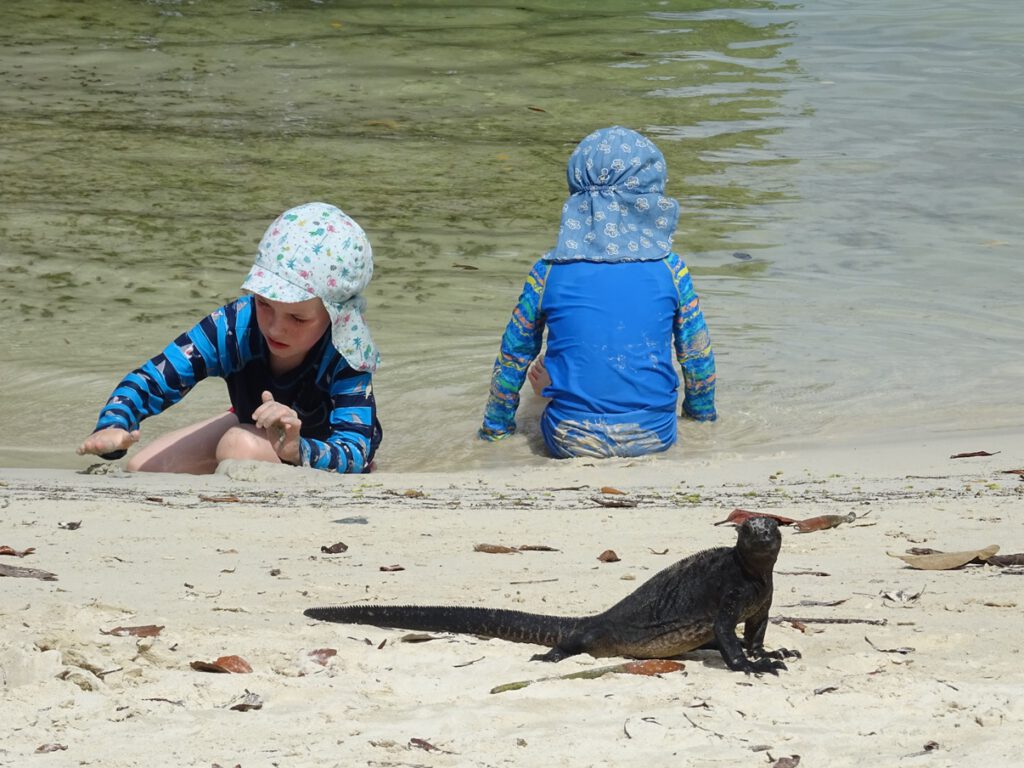 Iguana on the beach