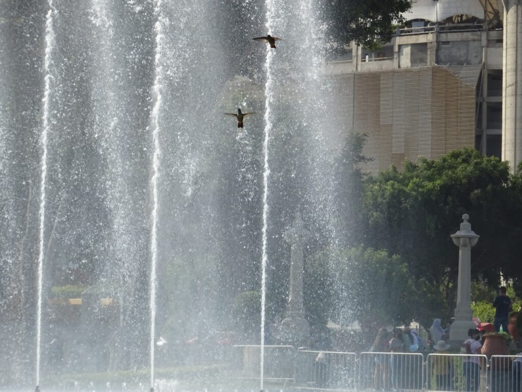 Hummingbirds in Lima