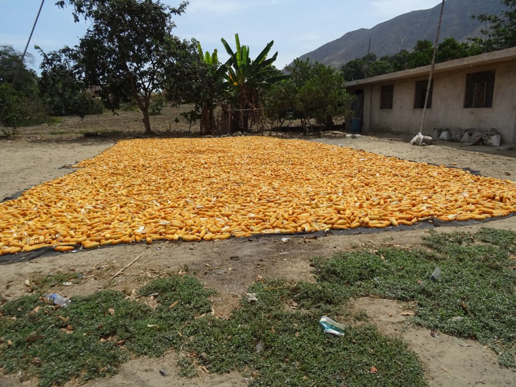 Drying corn on the side of the road