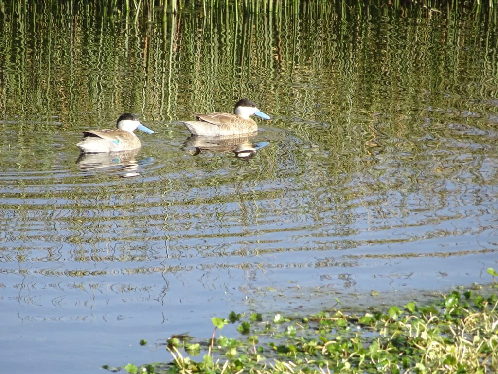 Blue peak ducks