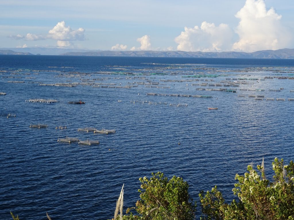 Trout fish farms in Titicaca