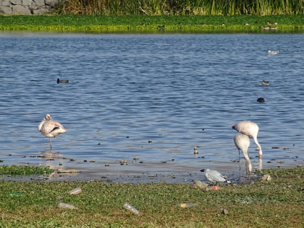 Flamingos in Titicaca lake