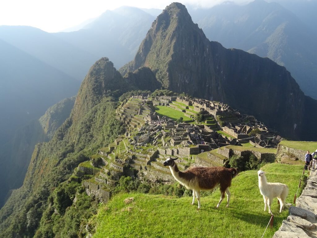 Llamas in Machu Picchu