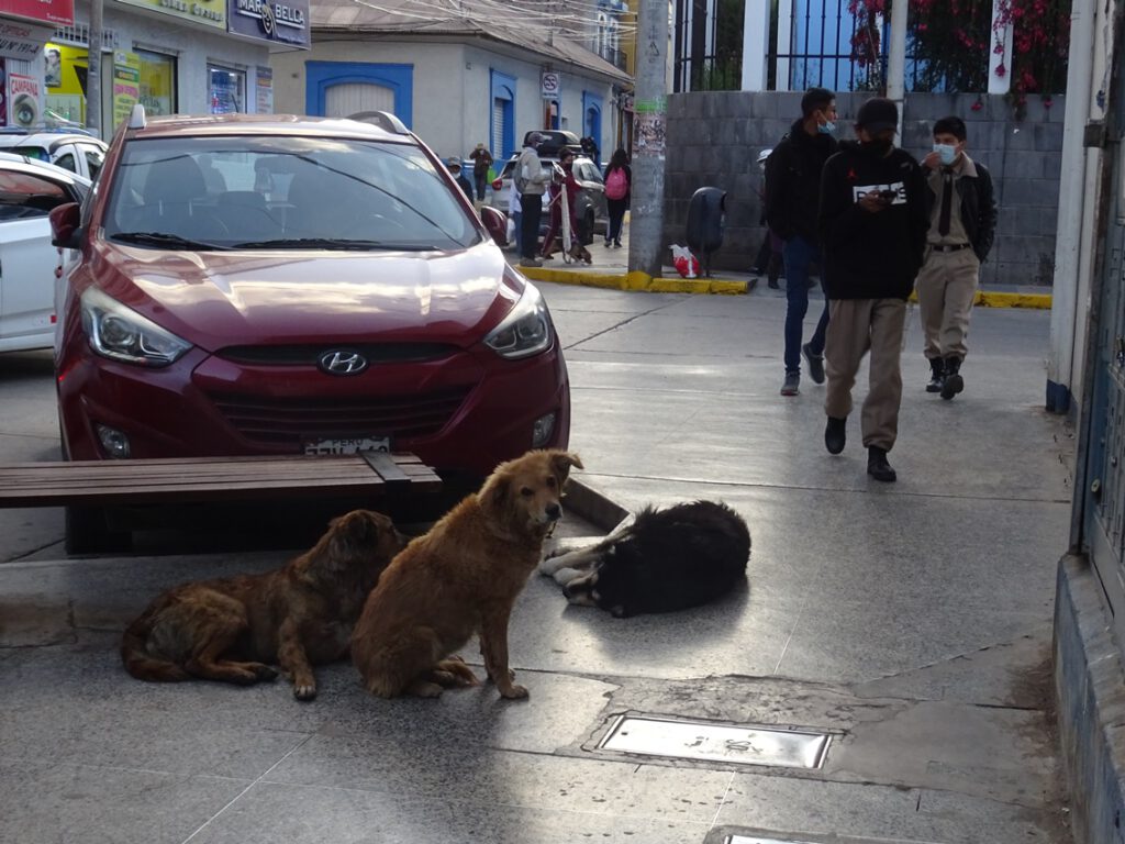 Sad dogs in Puno