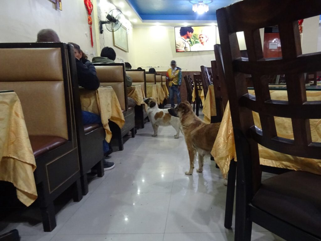 Stray dogs in a restaurant