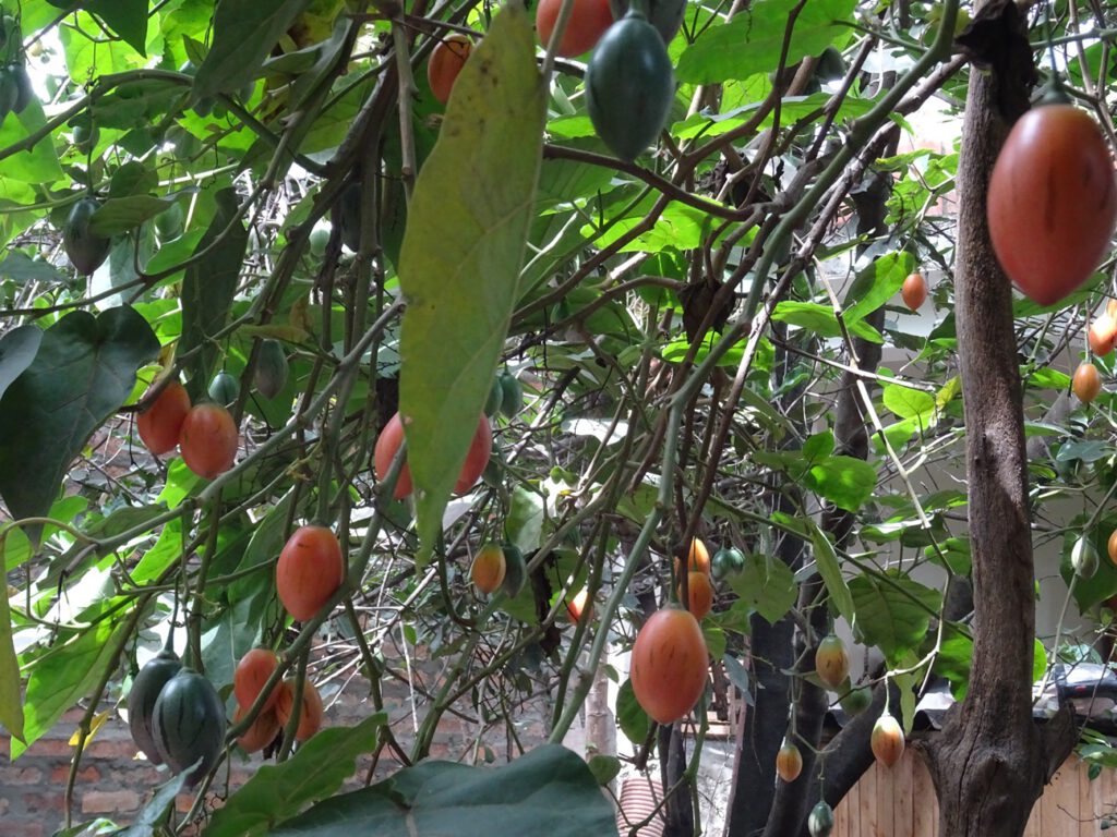 tree tomato