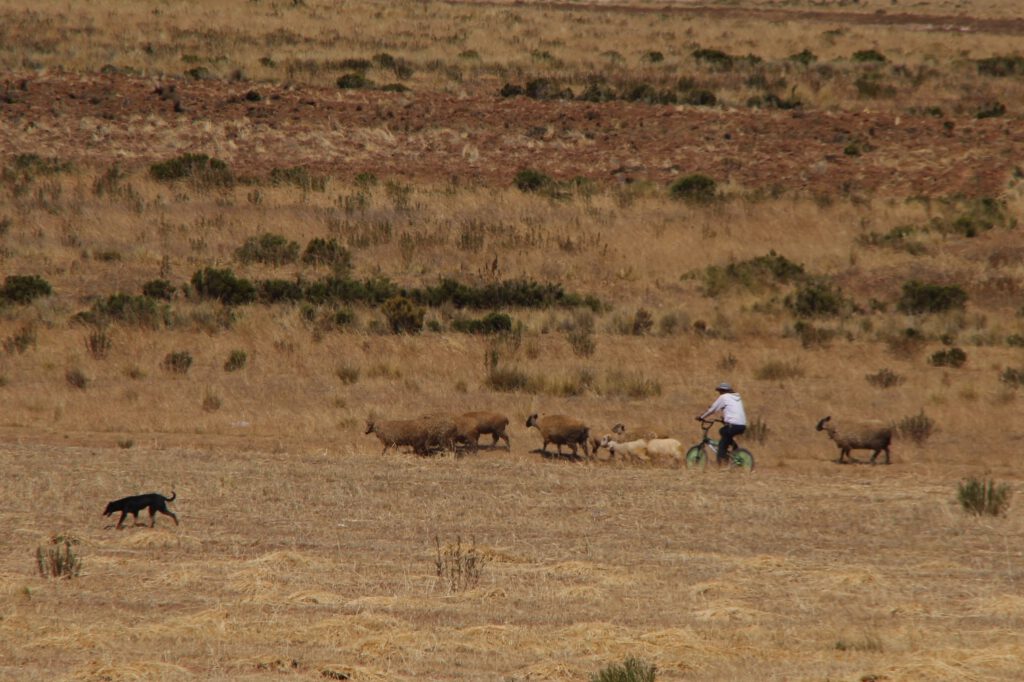 Bike shepherd