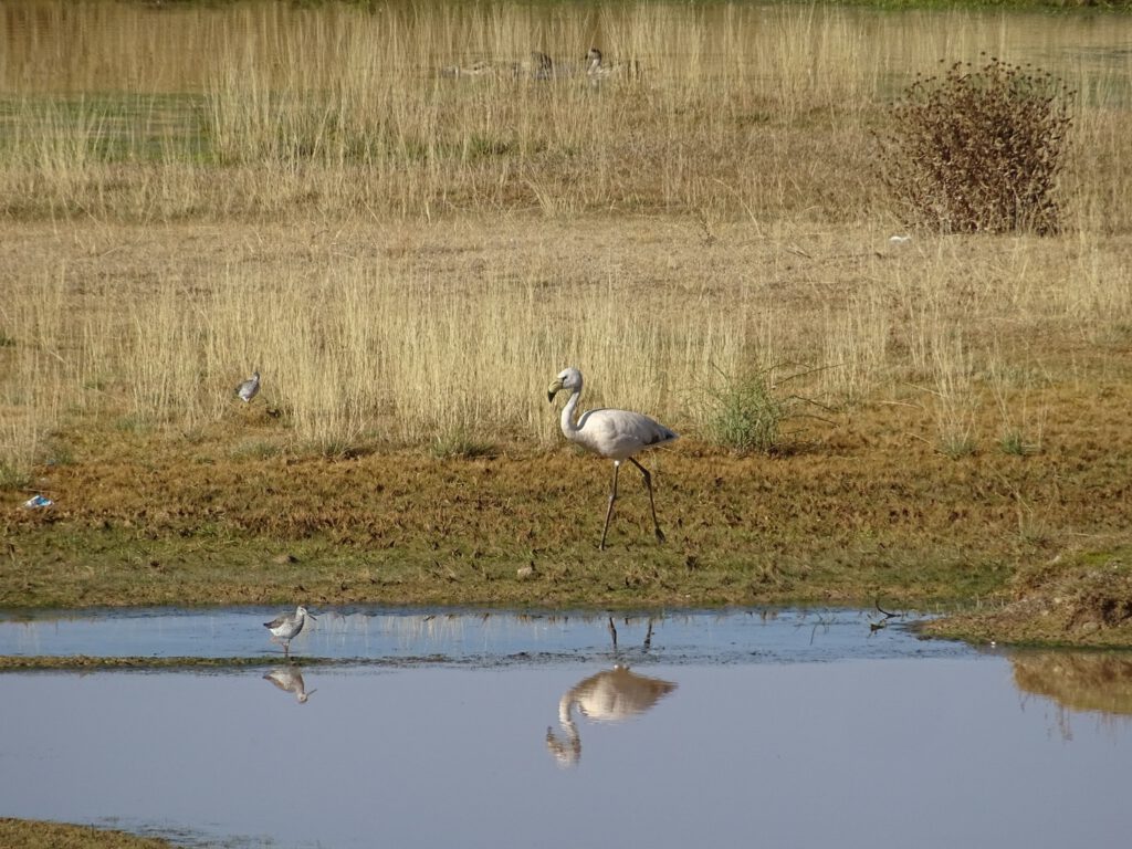 A white flamingo!