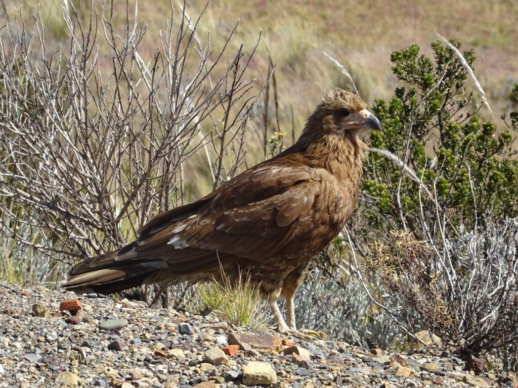 Bolivian eagle