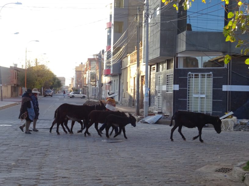 Donkeys in Oruro