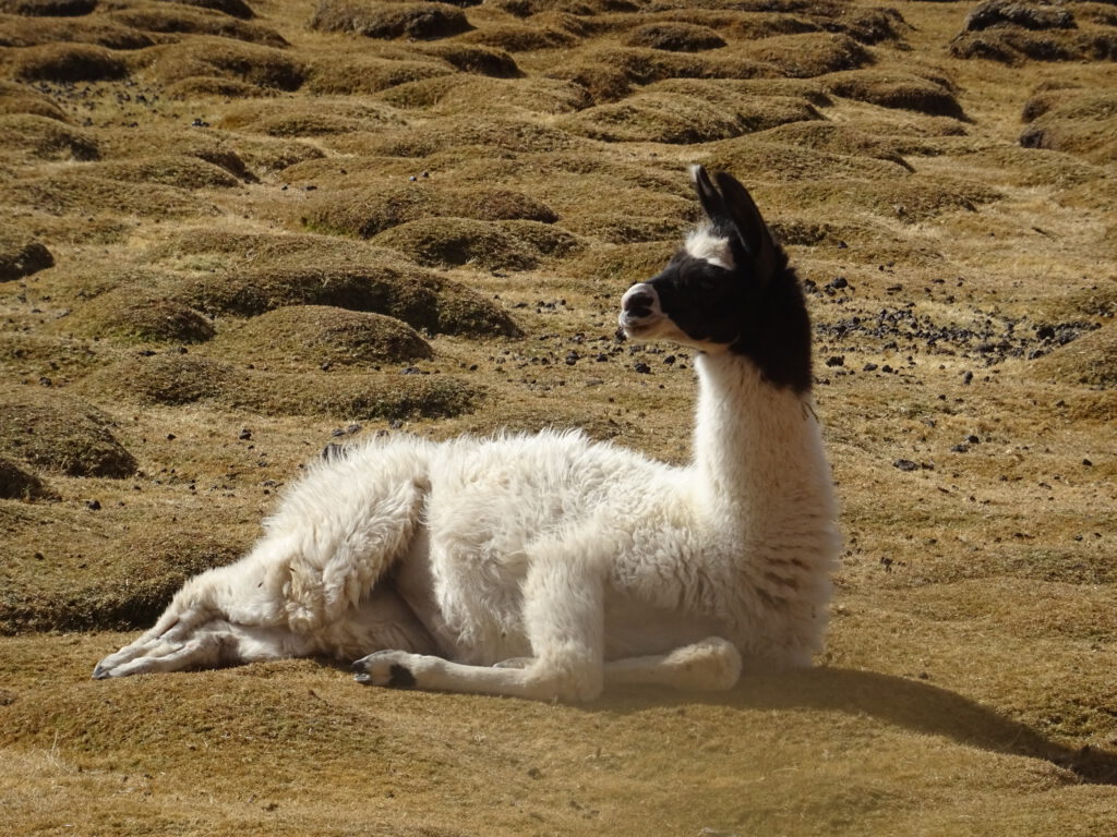 Llama in the sun