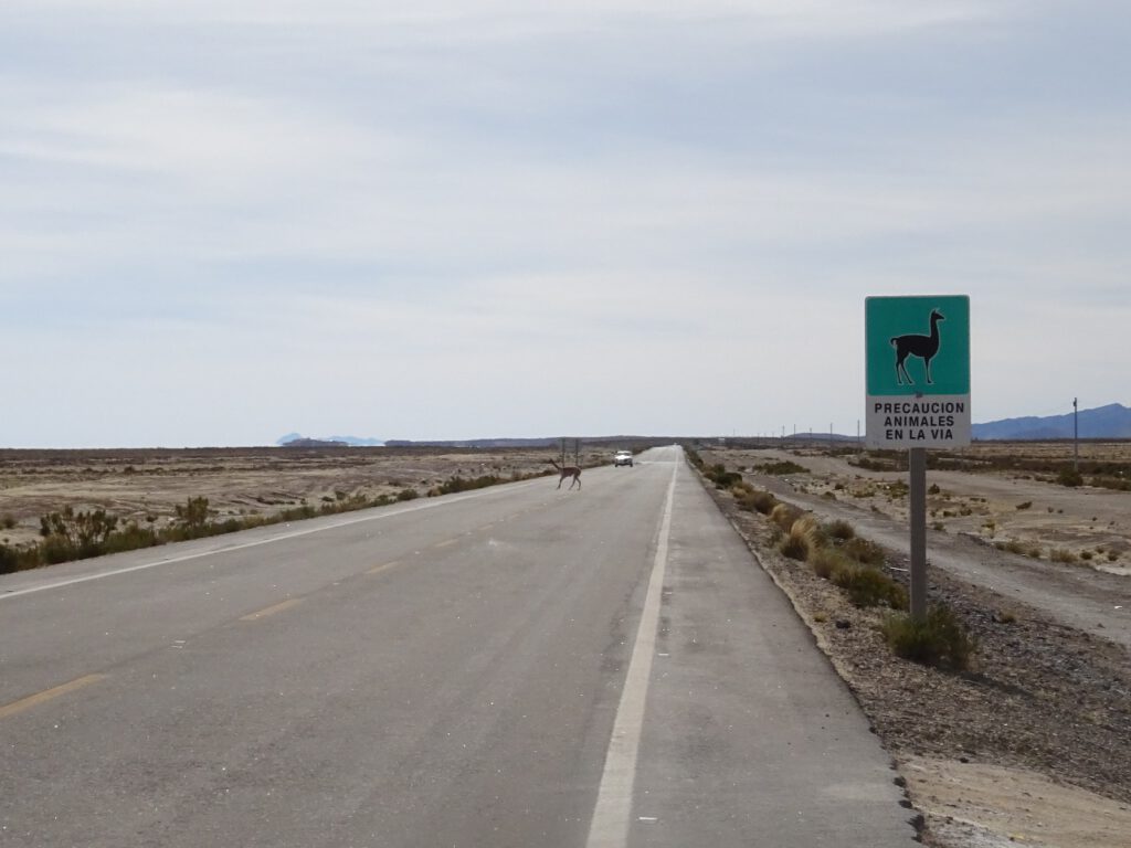 Vicuna sign on the road