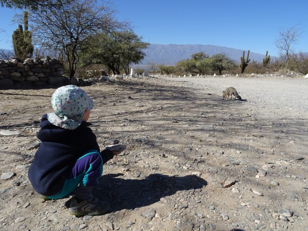 Thomas with Andean fox