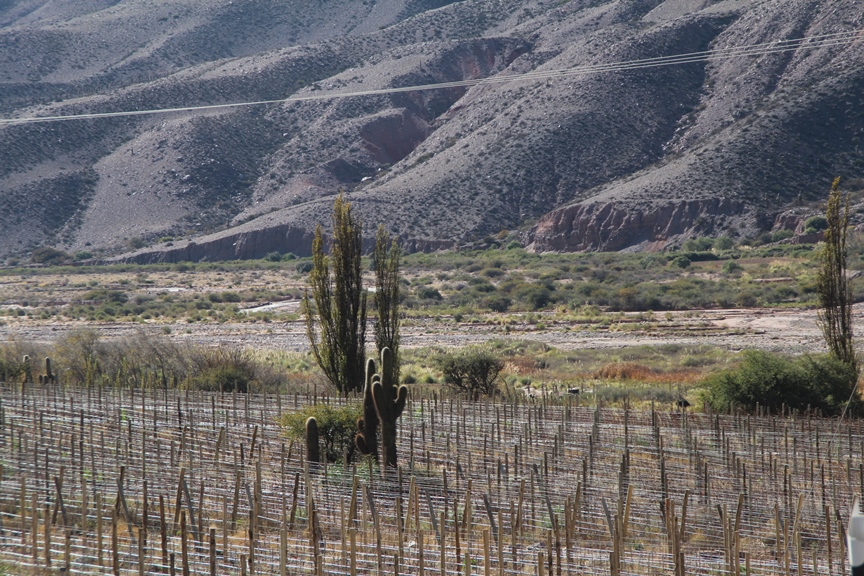 Cactus in a wineyard