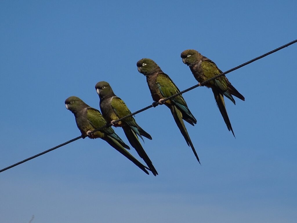 Green parrots in Salta