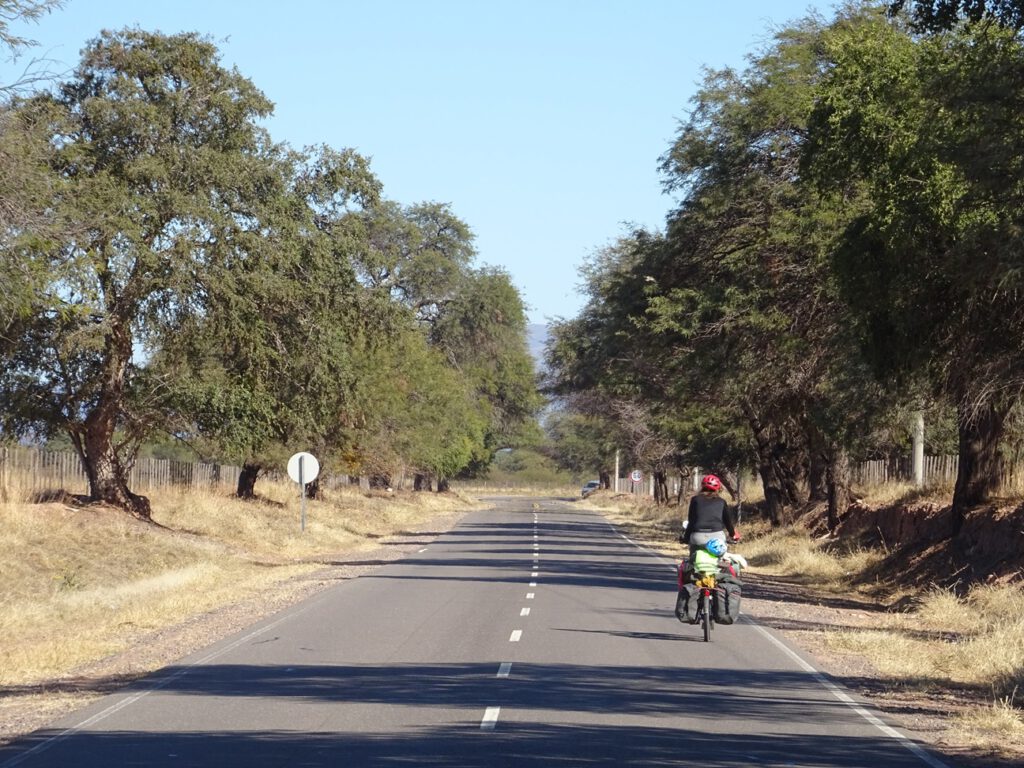 Tree lined road