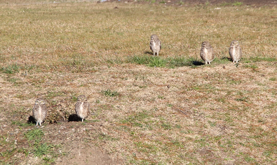 Owls next to Passivhaus